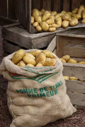 Les pommes de terre, un féculent bon à la santé et pas cher.